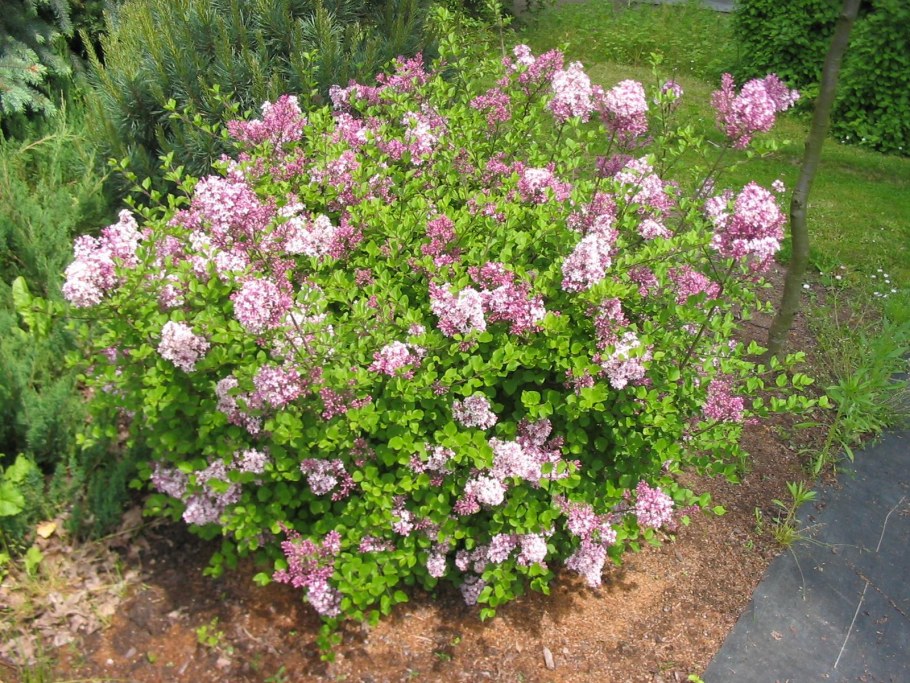 Сирень Палибин куст