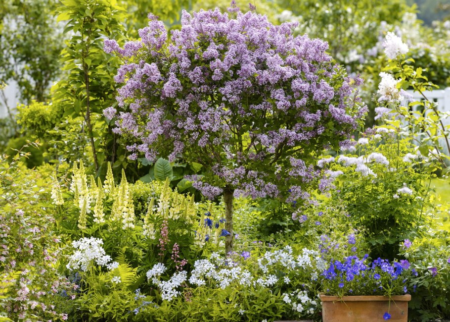 Сирень Мейера Палибин штамбовая