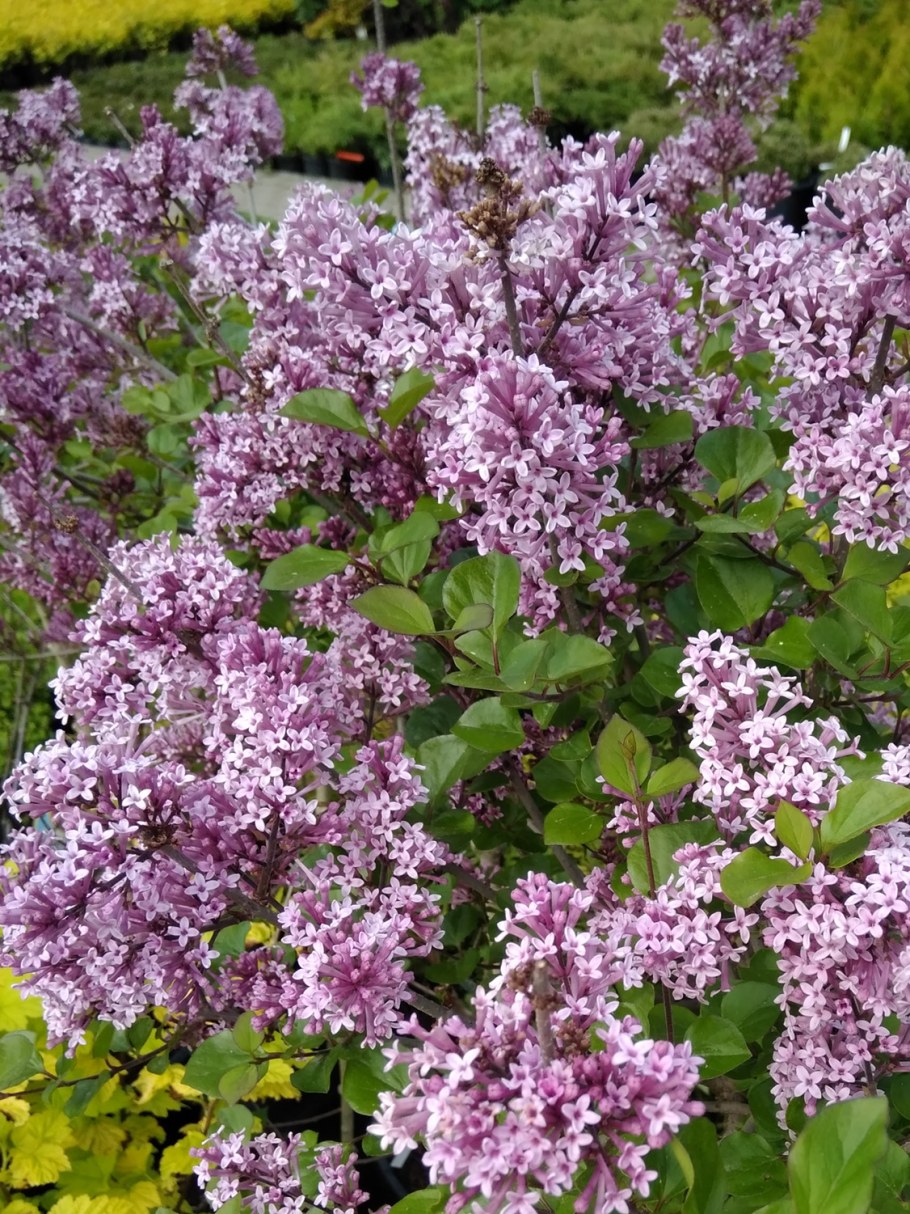 Сирень Палибин