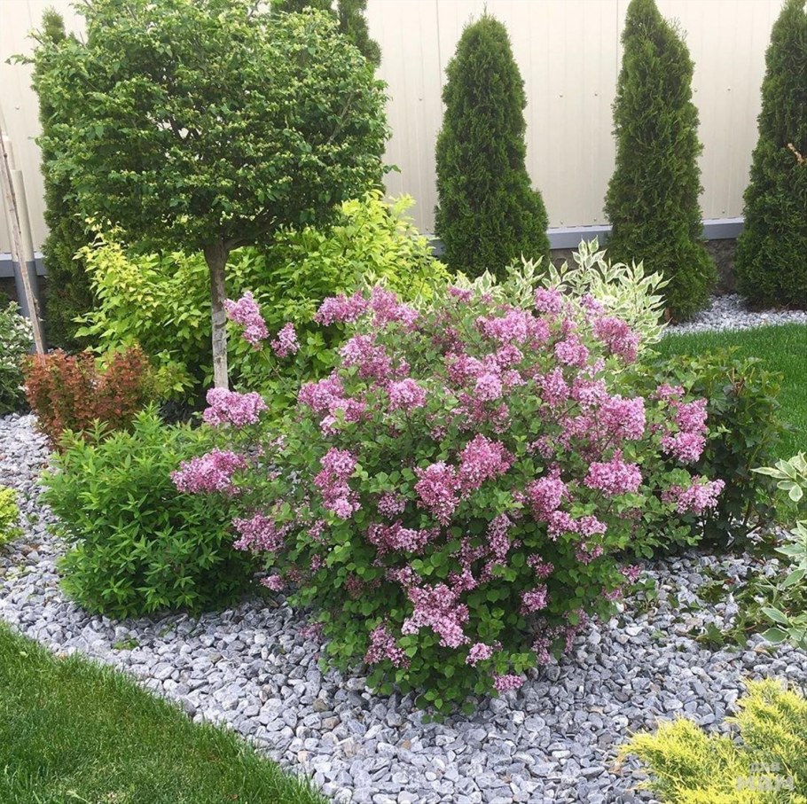 Сирень meyeri Palibin