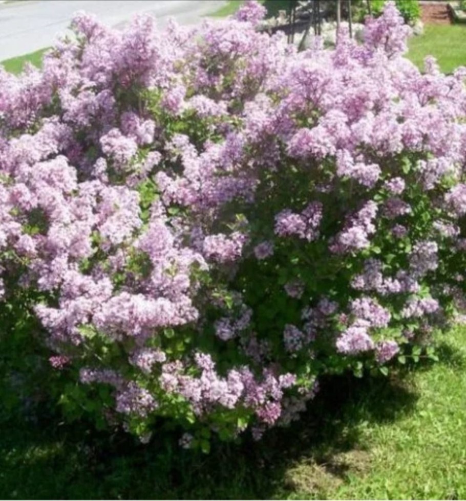 Сирень Палибин