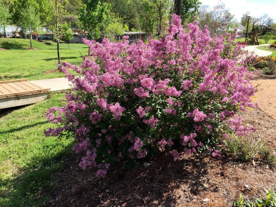 Сирень Палибин карлик