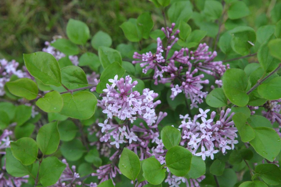 Сирень Мейера Палибин