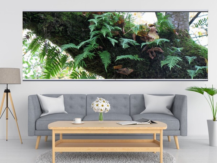 Папоротник картина