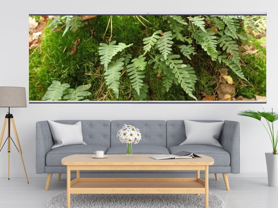 Папоротник в интерьере