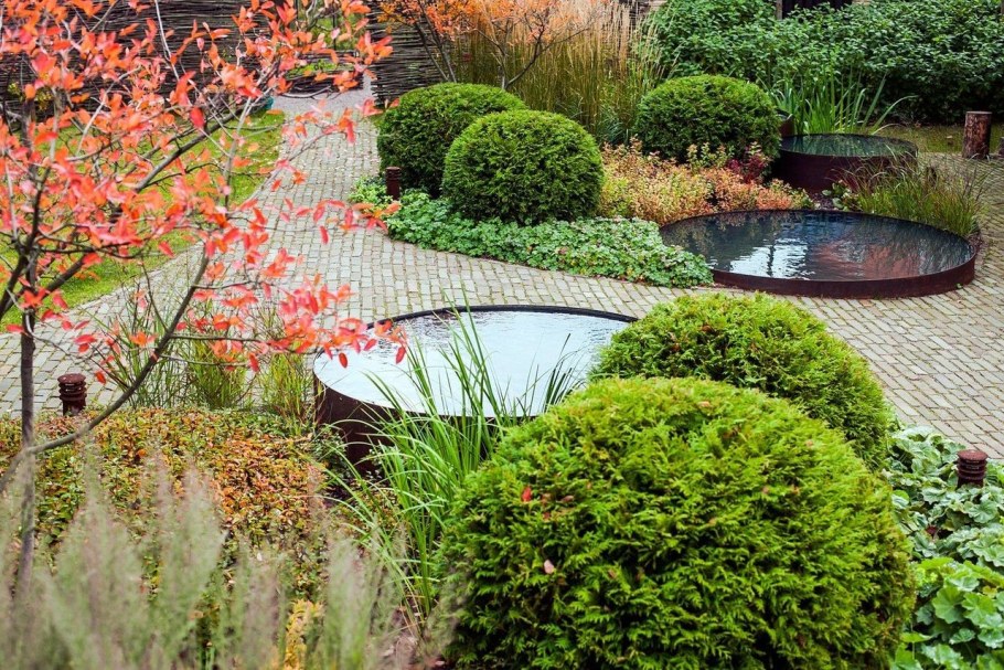 Ирга Ламарка в саду