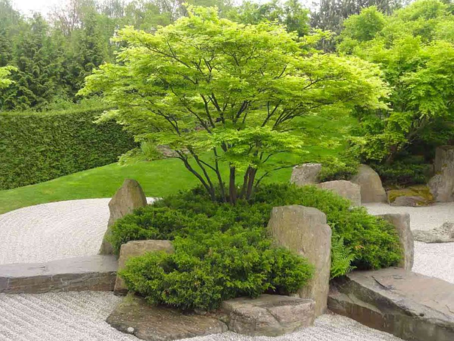 Клен ниваки