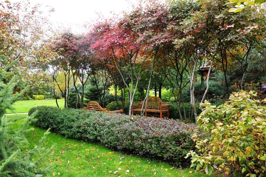 Ирга Ламарка в ландшафте