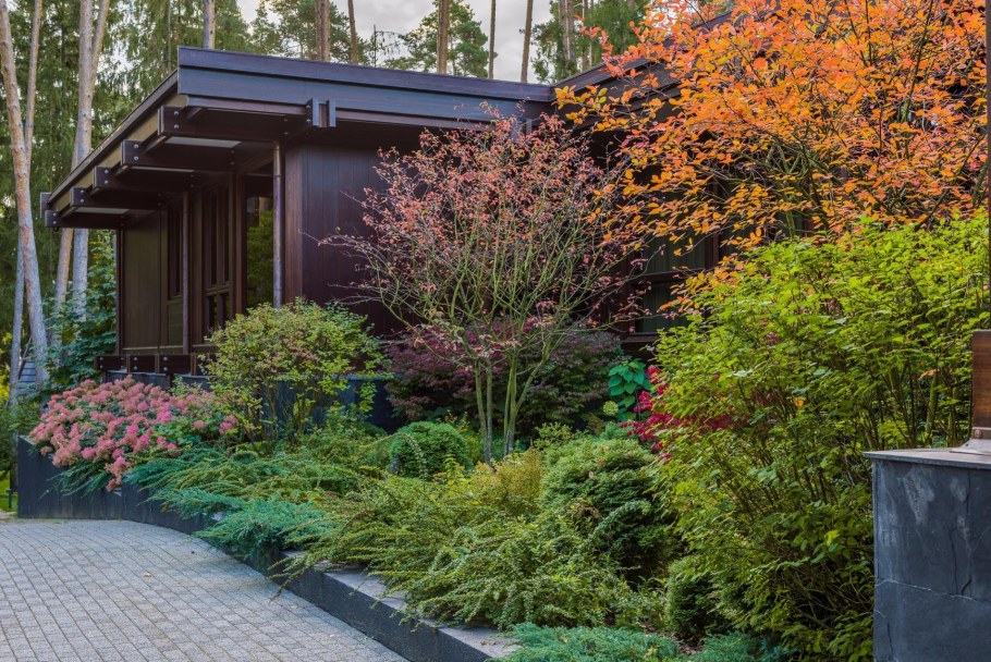 Ирга Ламарка в ландшафтном дизайне