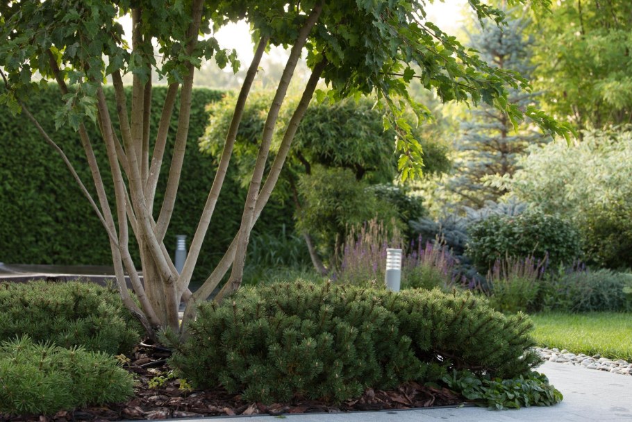 Ирга Ламарка в ландшафтном