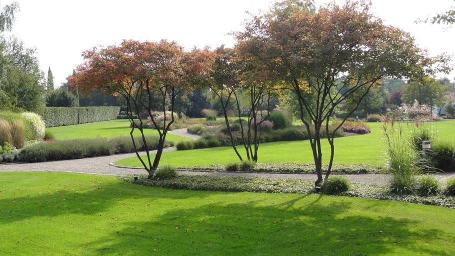 Ирга Ламарка в ландшафтном