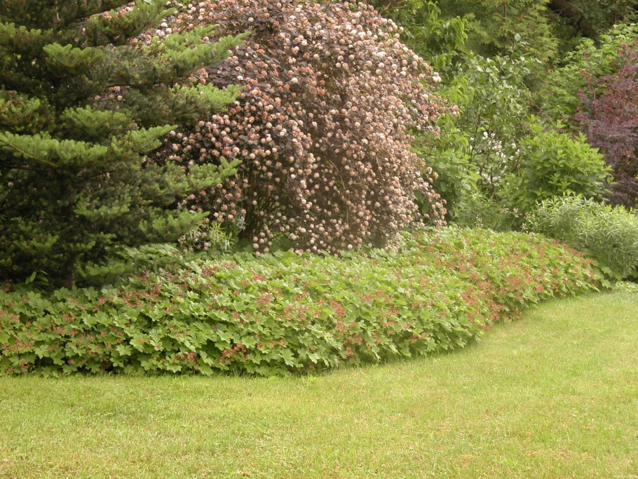 Ирга Ламарка изгородь