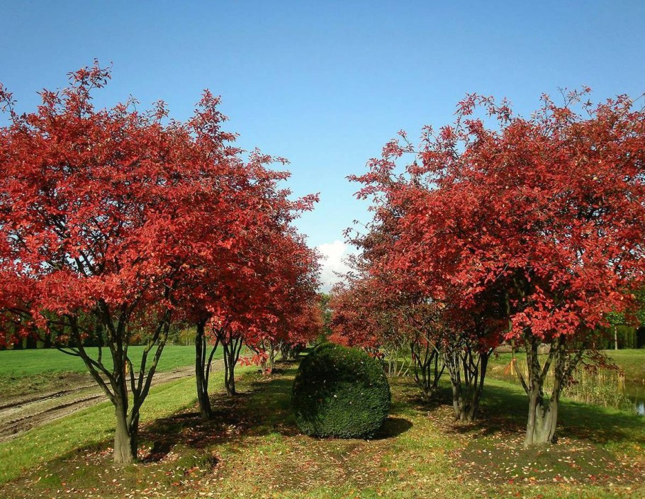Ирга канадская (Amelanchier canadensis)