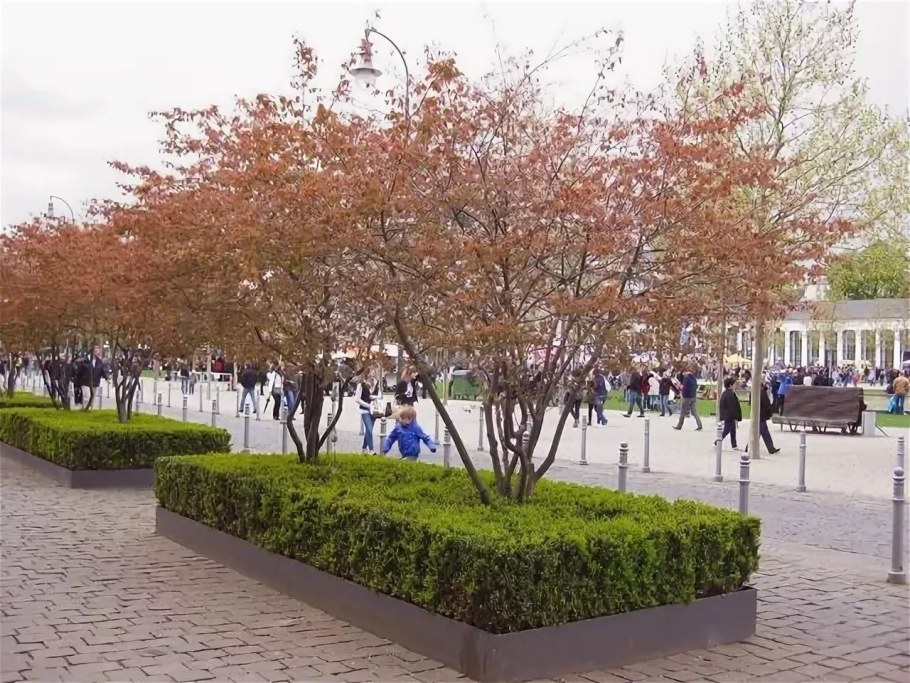 Ирга Ламарка зонт