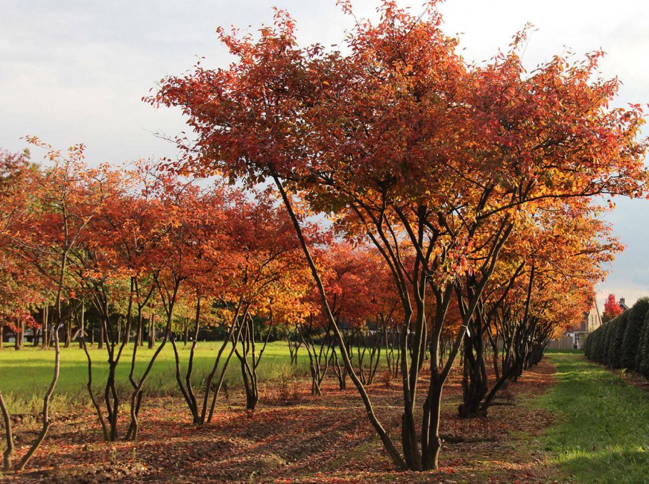 Клен Гиннала куст