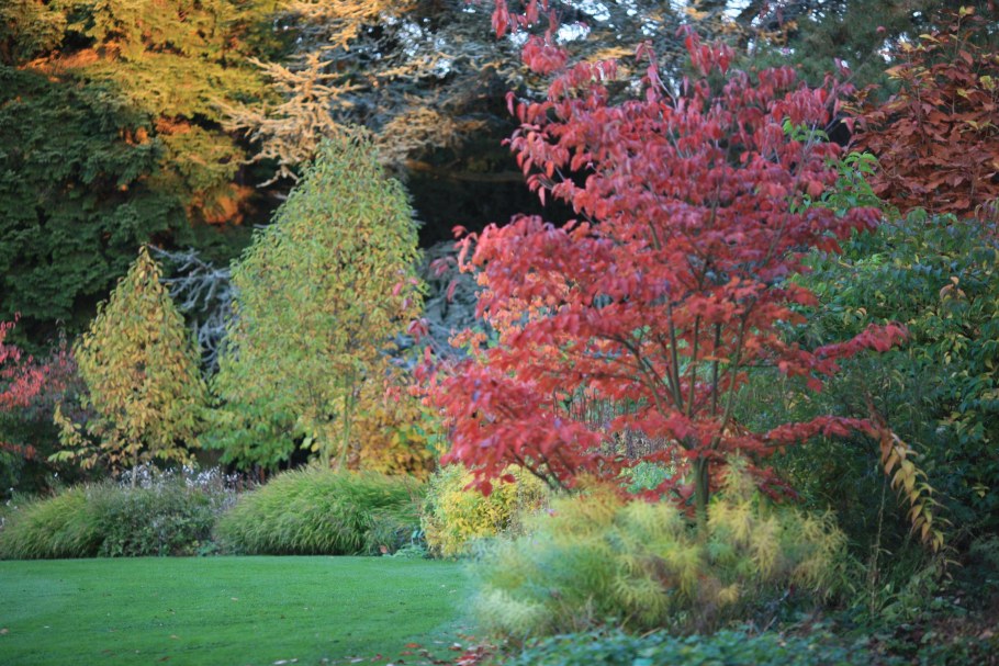 Ирга Ламарка