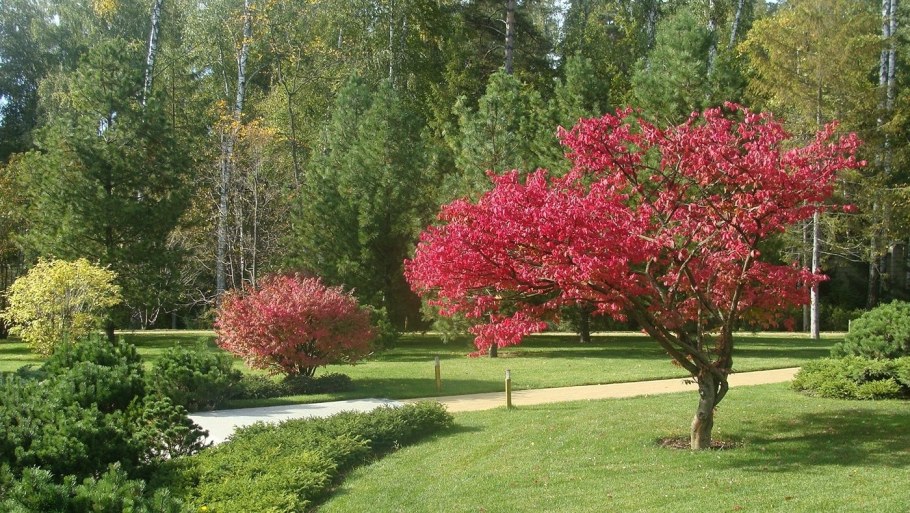 Клен Гиннала ниваки