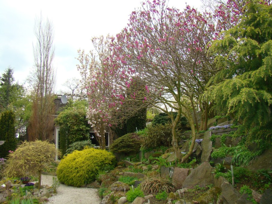 Сирень канадская Ламарка