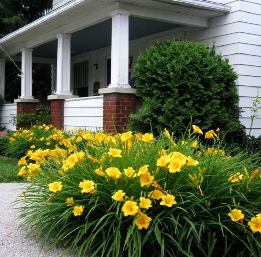 Hemerocallis Стелла де Оро