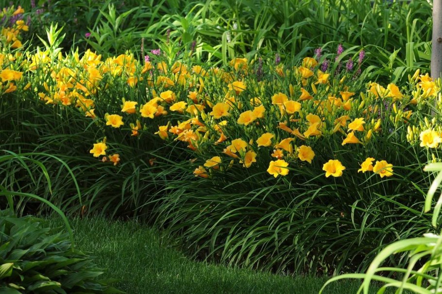 Лилейник гибридный Stella de Oro