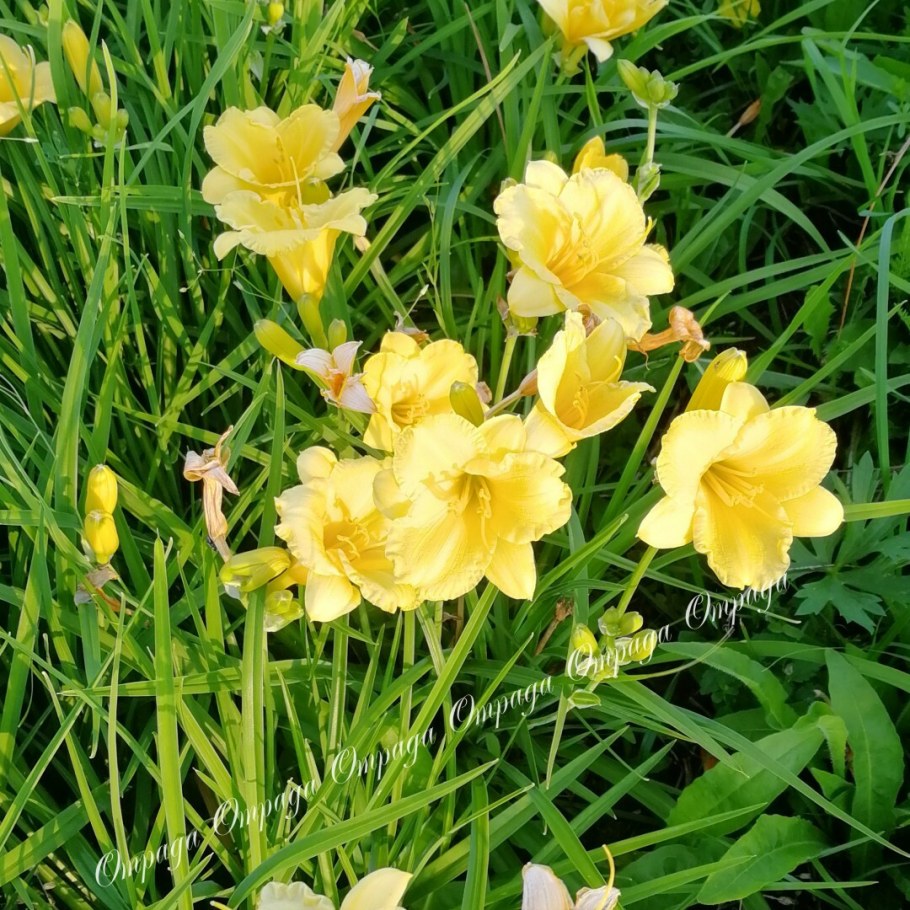 Лилейник Стелла доро