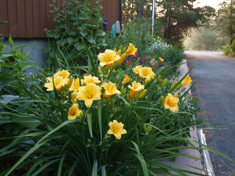 Лилейник Стелла доро