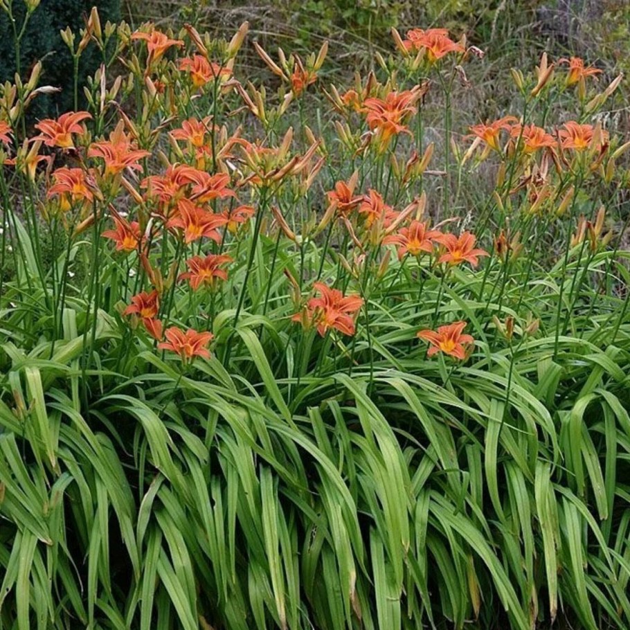 Лилейник Лонго Orange