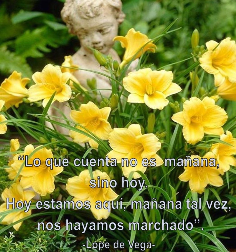 Hemerocallis Stella de Oro