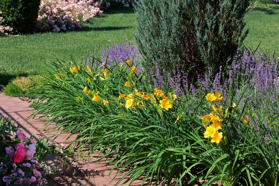 Лилейник и колокольчик Карпатский