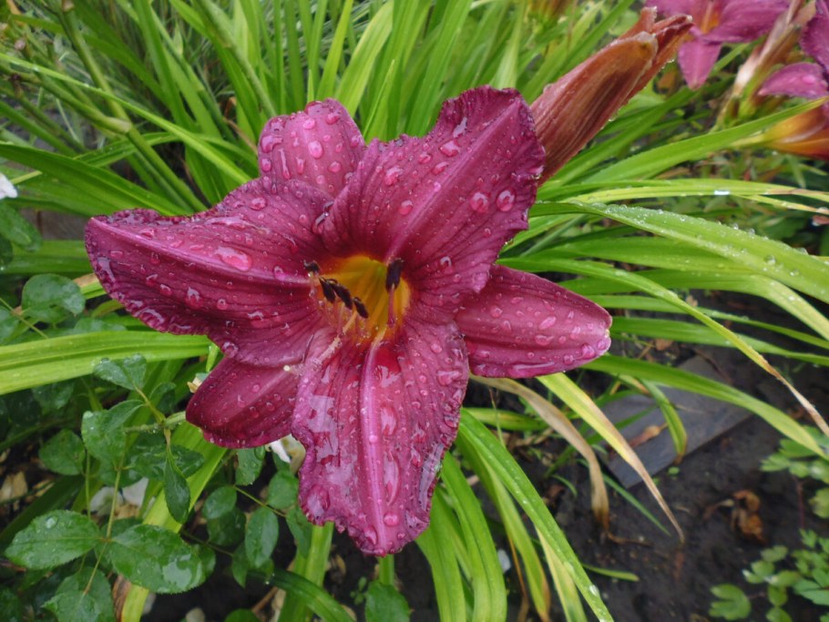 Лилейник саммер лав