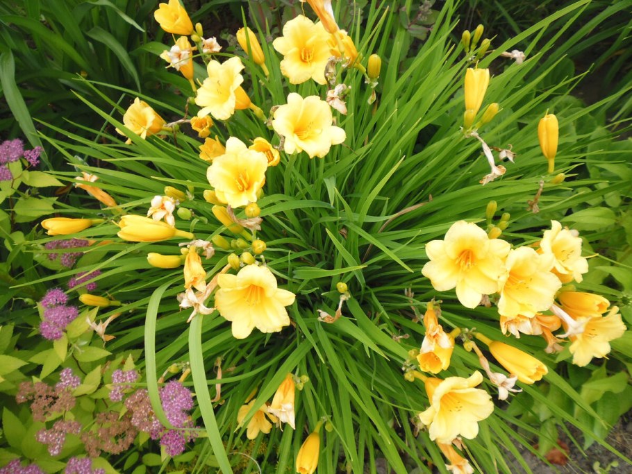 Лилейник Стелла де Оро