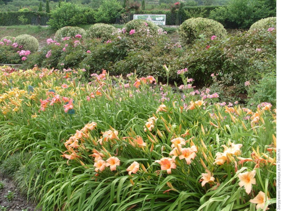 Лилейник гибридный Дабл помпон