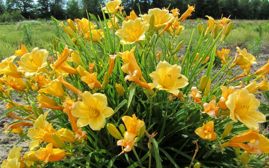 Лилейник гибридный Stella de Oro