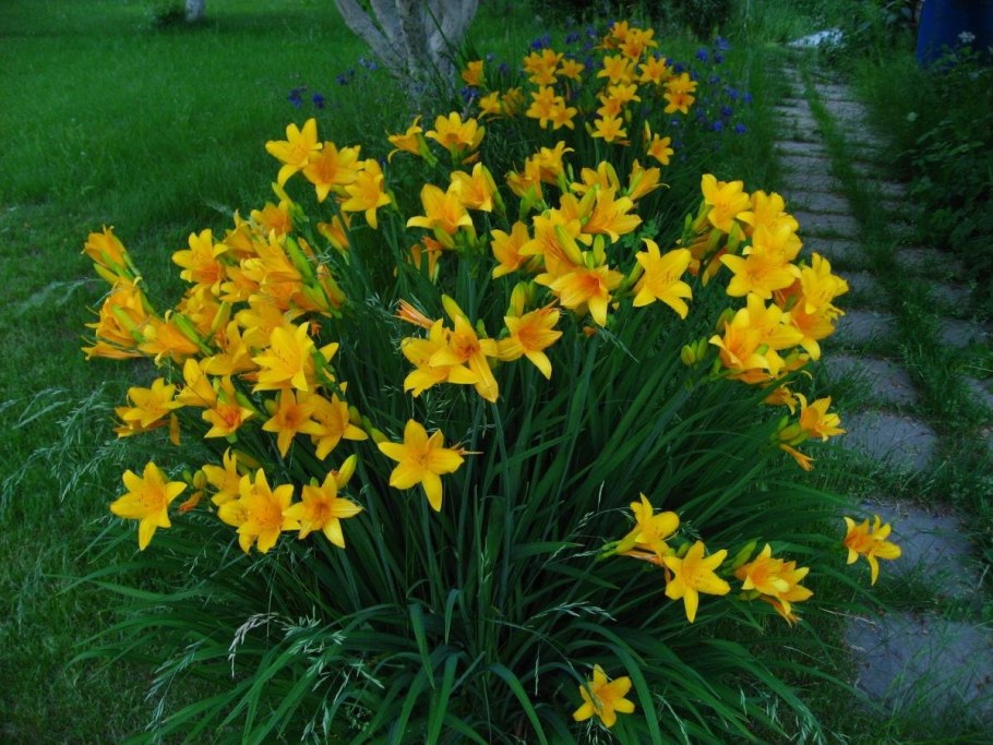 Лилейник Миддендорфа