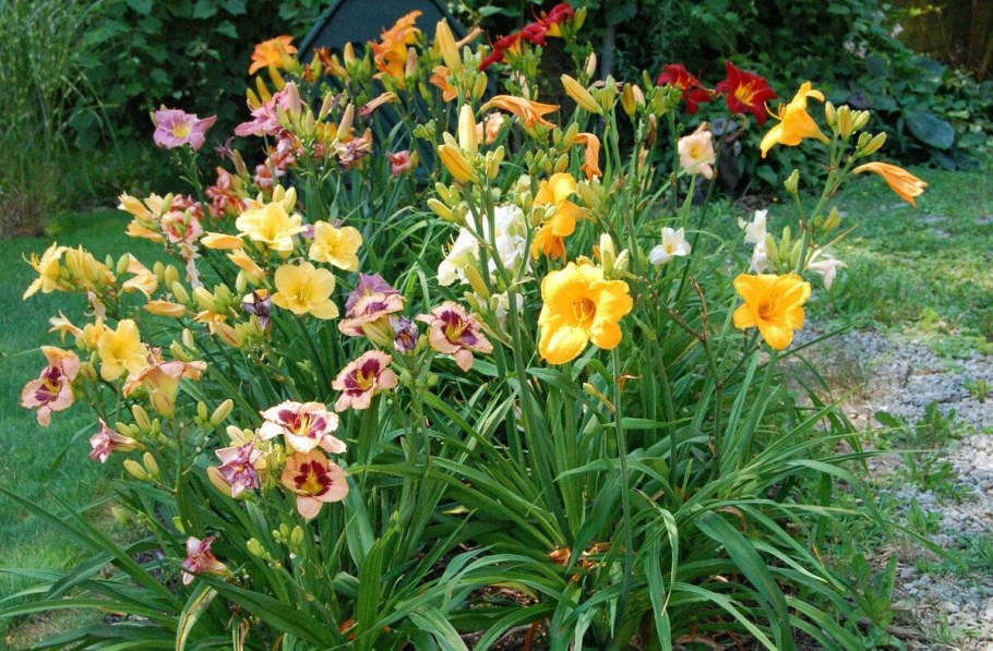 Лилейник гибридный микс