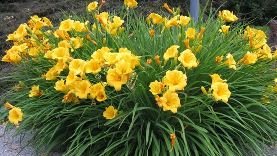 Лилейник гибридный мини Стелла