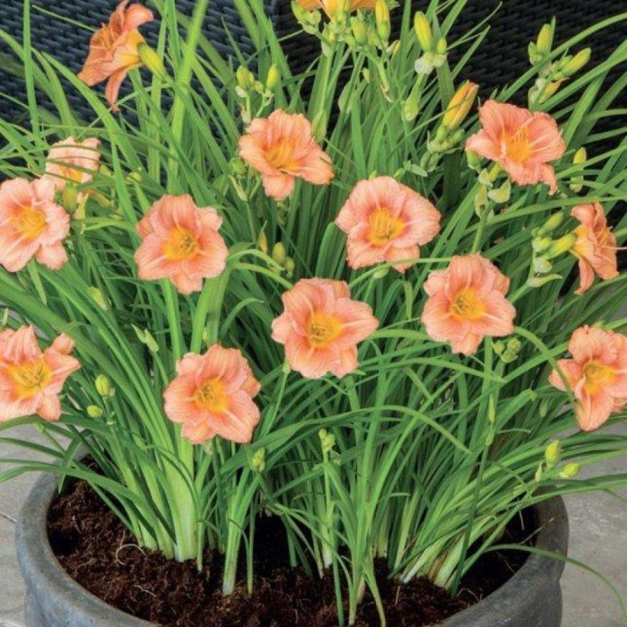 Лилейник ЭВЕРИДЕЙЛИЛИ бронз