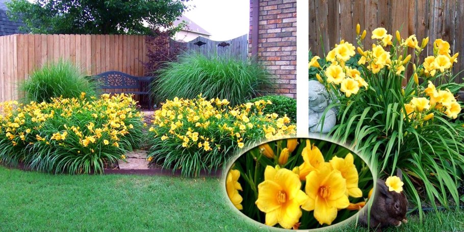 Стелла де Оро лилейник в ландшафтном