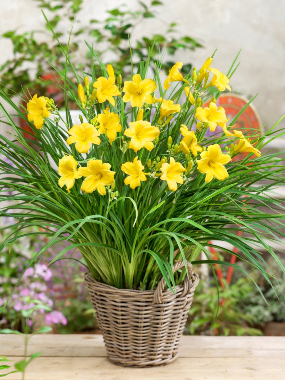 Лилейник Стелла дэ Оро. Фото