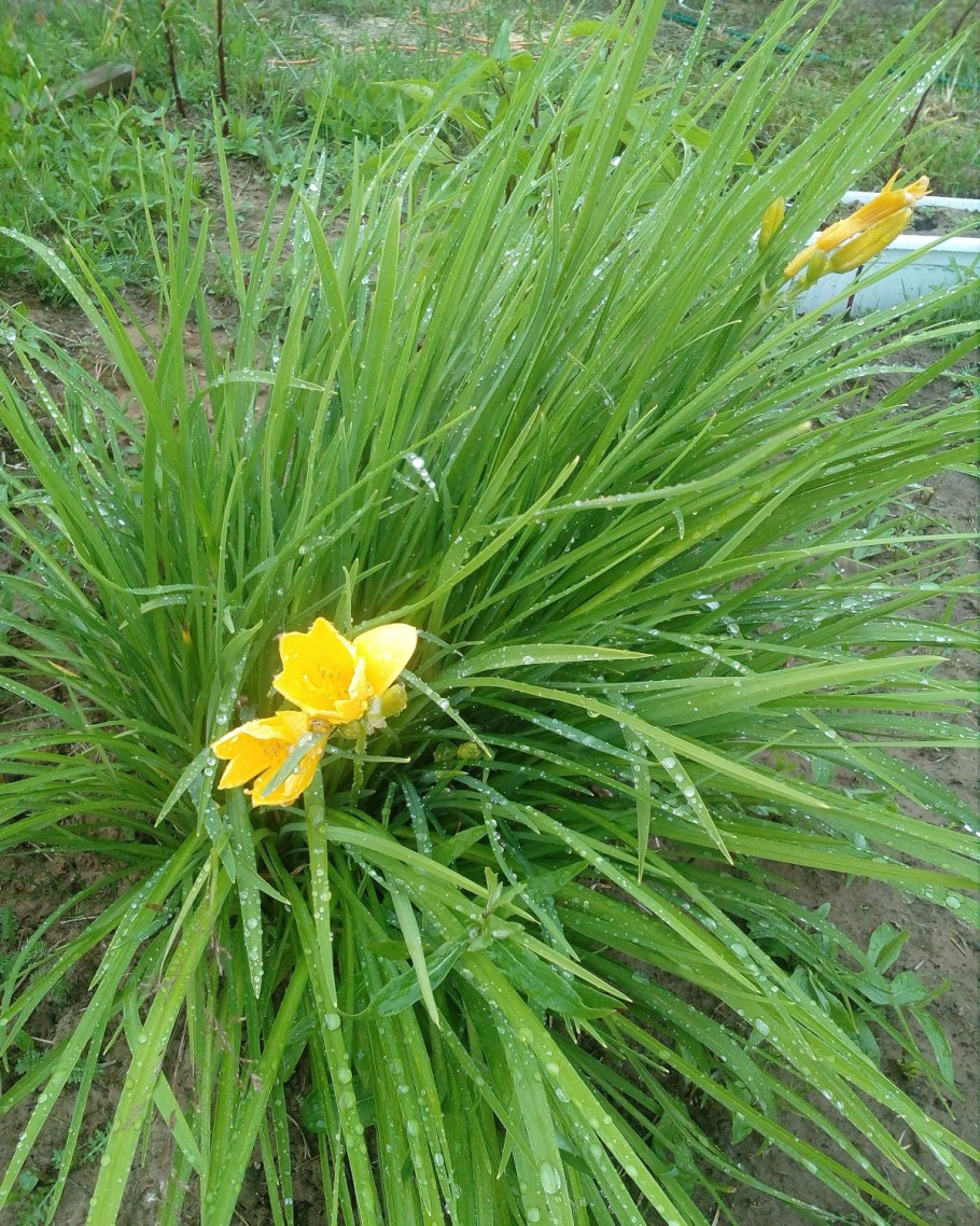 Лилейник гибридный Стелла де Оро