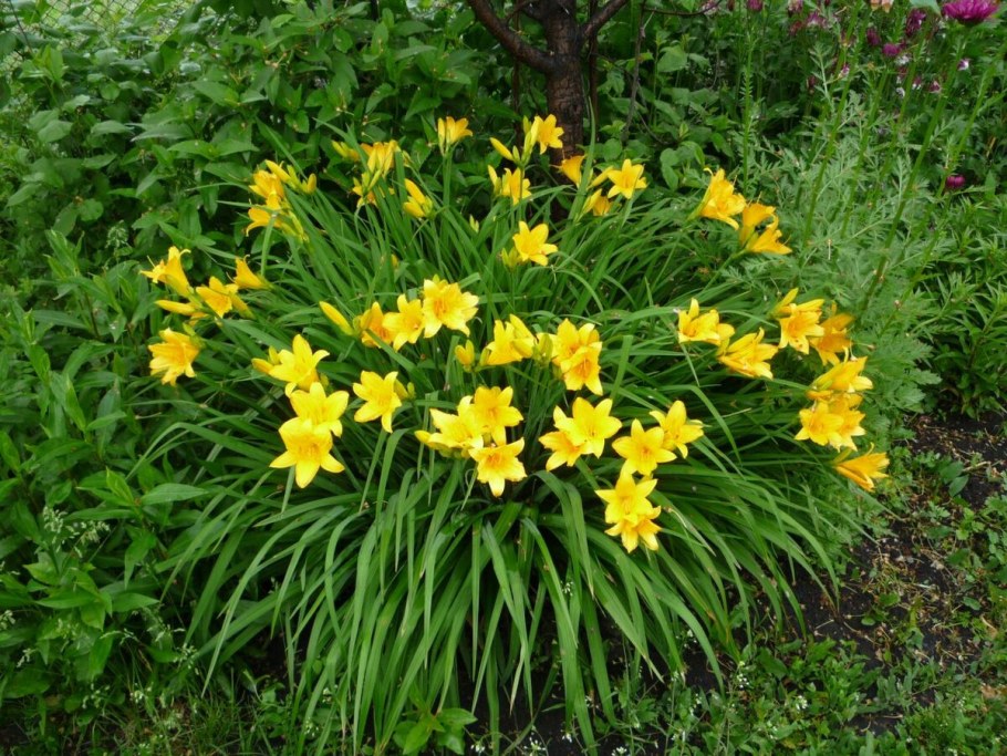 Лилейник бордюрный желтый