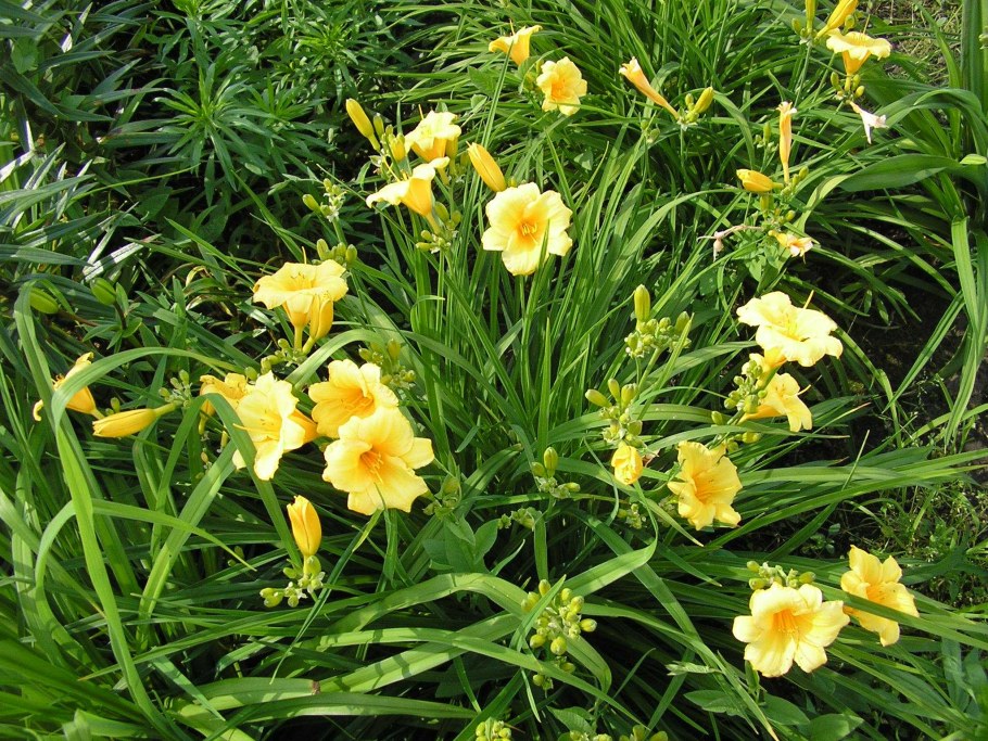 Hemerocallis Стелла де Оро
