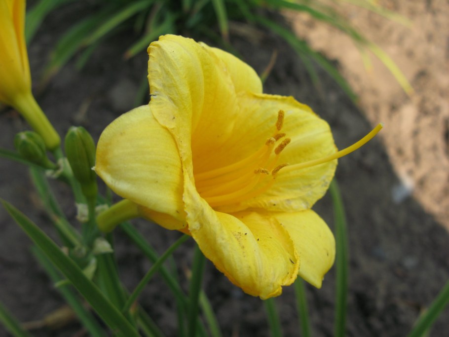 Лилейник гибридный Стелла д'Оро (с2)