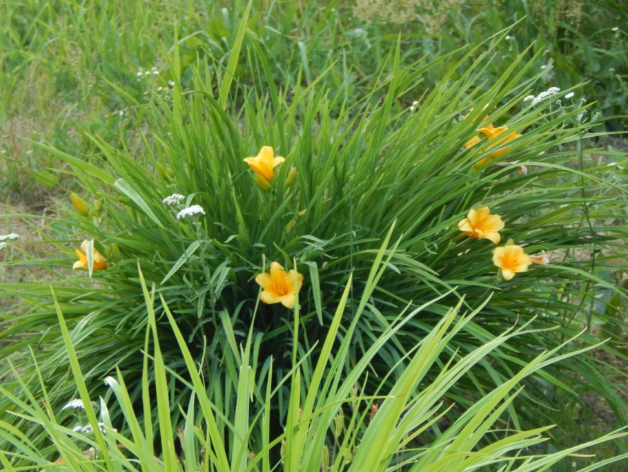 Лилейник Стелла де Оро описание