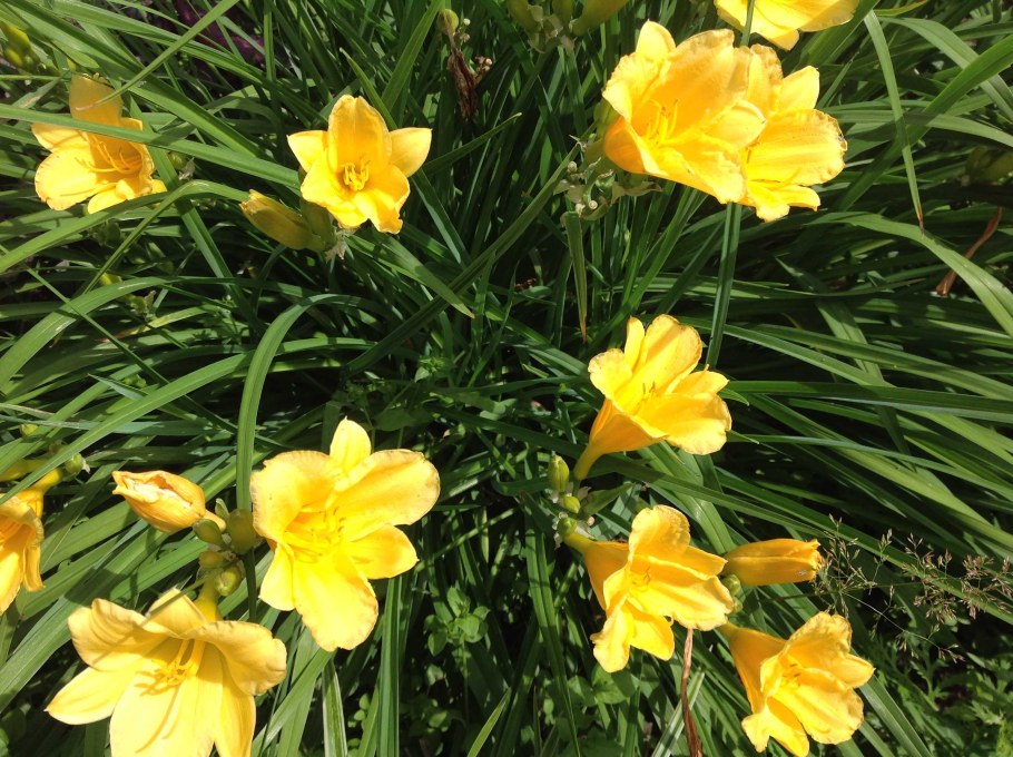 Лилейник Стелла доро