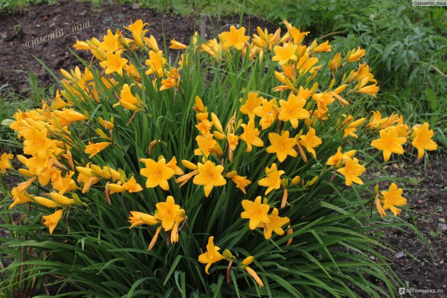 Лилейник лимонно-жёлтый видовой