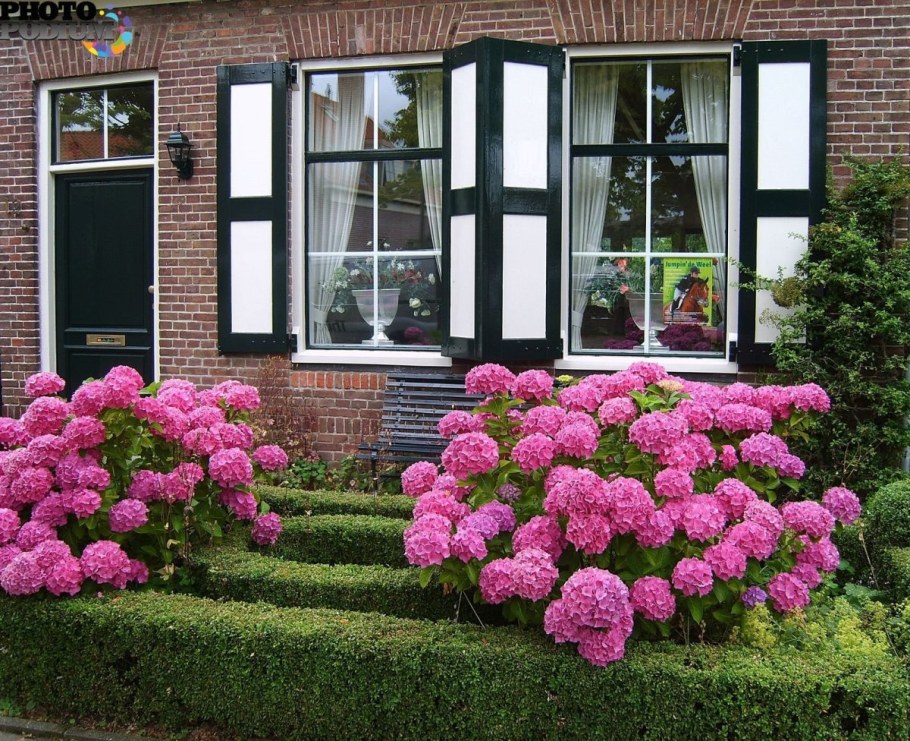 Гортензия и рододендрон в ландшафте