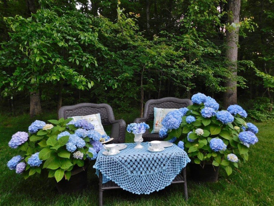 Гортензия Палисад