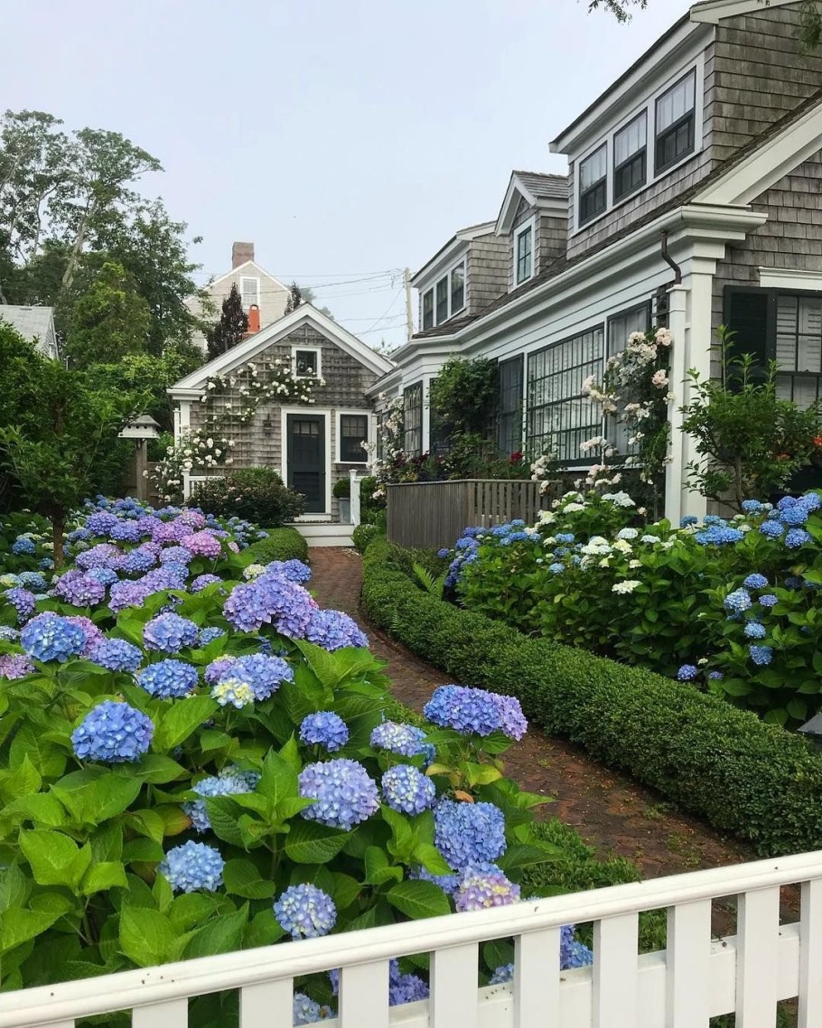 Нантакет гортензии