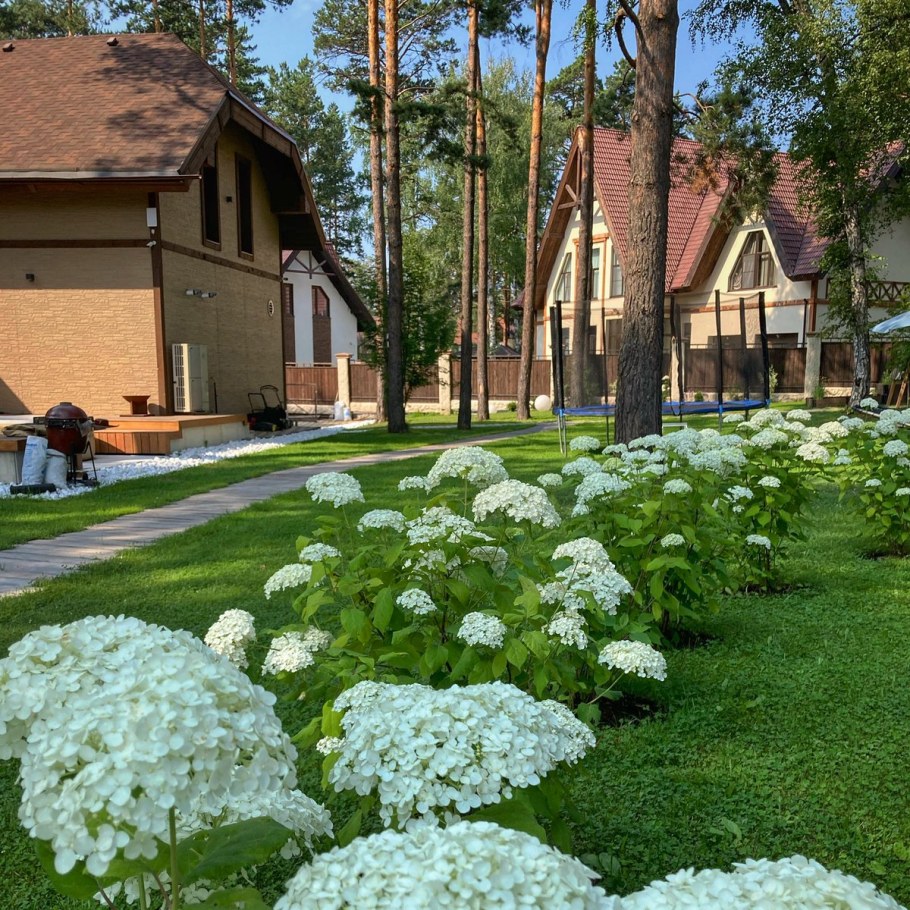 Гортензия в рокарии